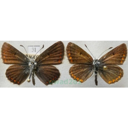 Aricia agestis (Denis & Schiffermüller, 1775) pair Modraszek agestis Czech3l